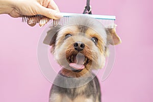 Dog gets hair cut at Pet Spa Grooming Salon. Closeup of Dog.