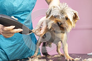 Dog gets hair cut at Pet Spa Grooming Salon. Closeup of Dog.