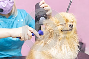 Dog gets hair cut at Pet Spa Grooming Salon. Closeup of Dog.