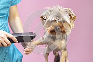 Dog gets hair cut at Pet Spa Grooming Salon. Closeup of Dog.