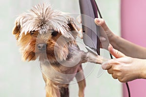 Dog gets hair cut at Pet Spa Grooming Salon. Closeup of Dog.