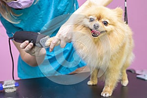 Dog gets hair cut at Pet Spa Grooming Salon. Closeup of Dog.