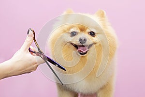 Dog gets hair cut at Pet Spa Grooming Salon. Closeup of Dog. photo