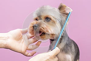 Dog gets hair cut at Pet Spa Grooming Salon. Closeup of Dog. photo