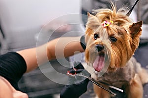 Dog Gets Hair Cut At Pet Spa Grooming Salon. Closeup Of Dog