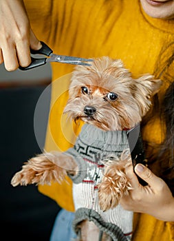 Dog gets hair cut at Pet Spa Grooming Salon. Closeup of Dog. the dog has a haircut. comb the hair.