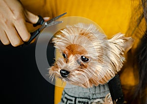 Dog gets hair cut at Pet Spa Grooming Salon. Closeup of Dog. the dog has a haircut. comb the hair.