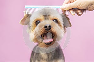 Dog gets hair cut at Pet Spa Grooming Salon. Closeup of Dog. the dog has a haircut. comb the hair. pink background.