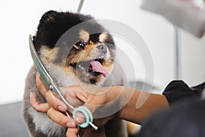 Dog gets hair cut at Pet Spa Grooming Salon.The dog is trimmed with scissors.Animal care concept.