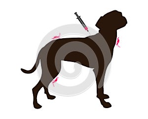 Dog gets an immunization