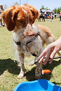 Dog Gets Ready To Eat Hot Dog In Contest