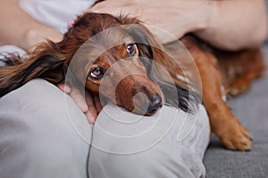 Il cane otterrà malato bassotto aspetto triste le spalle da il proprietario ruotare sul medico veterinario clinica 