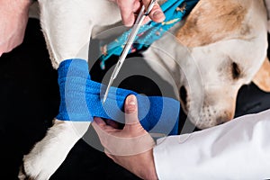 Dog getting bandage after injury on his leg