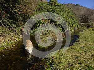 Dog getting a bath in a stream near the San Antonio river