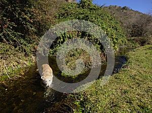 Dog getting a bath in a stream near the San Antonio river photo