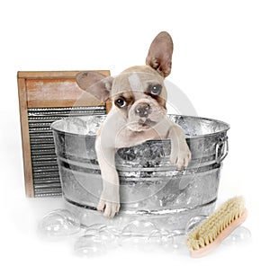 Dog Getting a Bath in a Washtub In Studio