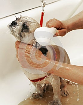 Dog getting bathed