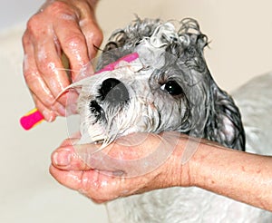 Dog getting bathed
