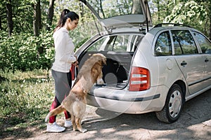 Dog getting in car trunk in nature