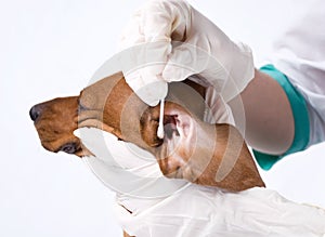 Dog getting ear cleaned photo