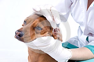 Dog getting ear cleaned photo