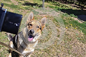 Dog getting a selfie photo