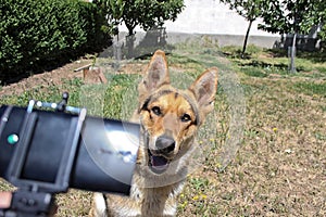 Dog getting a selfie photo