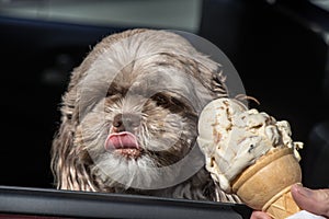 Dog getting some icecream in the car