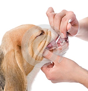 Dog getting teeth examined by veterinarian