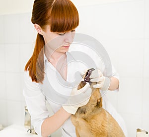 Dog getting teeth examined by veterinarian