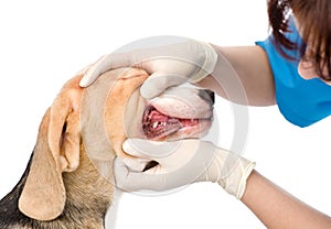 Dog getting teeth examined by veterinarian. isolated