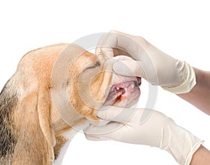 Dog getting teeth examined by veterinarian. isolated