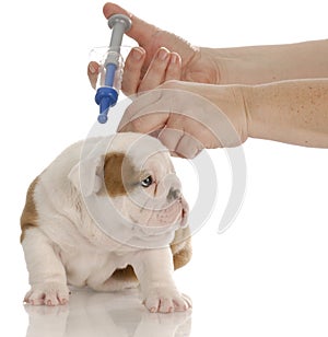 Dog getting vaccinated