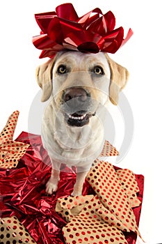 DOG GIFT. LABRADOR SITTING OVER RED WRAPPING PAPER WITH A RED BOW ON HEAD. PUPPY OR PET PRESENT FOR CHRISTMAS CONCEPT