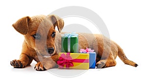 Dog with a gifts