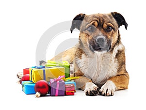 Dog with a gifts