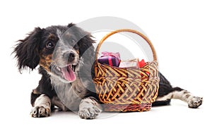 Dog with a gifts in the basket.