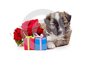 Dog with gifts and roses