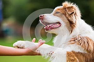 Dog gives a girl the paw