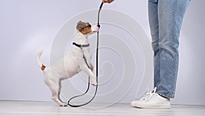 Dog gives a leash to a woman on a white background. Jack Russell Terrier calls the owner for a walk.