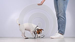 Dog gives a leash to a woman on a white background. Jack Russell Terrier calls the owner for a walk.