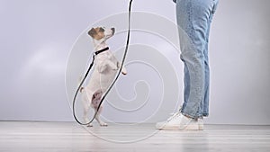 Dog gives a leash to a woman on a white background. Jack Russell Terrier calls the owner for a walk.