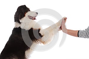 Dog gives paw  to a human