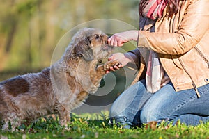 Dog gives a woman the paw