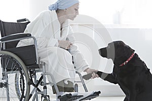 Dog giving paw disabled woman