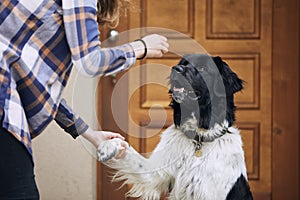 Dog giving paw teenage girl during obedience training