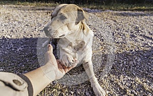 Dog is giving paw to the human hand and the dog looking with suspicion