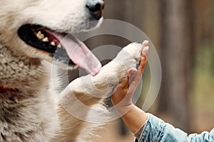 Dog is giving paw to the woman. Dog's paw in human's hand. Domestic pet