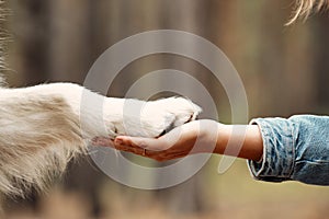 Dog is giving paw to the woman. Dog& x27;s paw in human& x27;s hand. Domestic pet