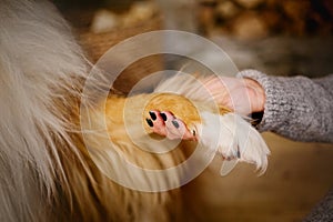 Dog is giving paw to the woman. Dog's paw in human's hand. Domestic pet